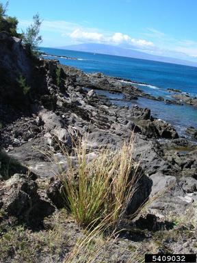 tanglehead, Heteropogon contortus  (Cyperales: Poaceae) - 5409032