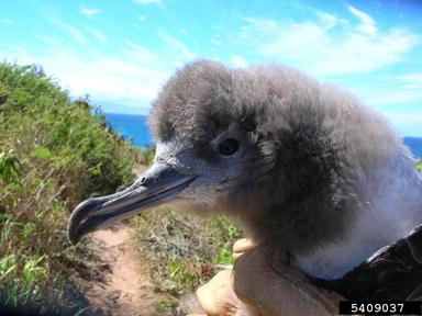 wedge-tailed shearwater, Puffinus pacificus  (Ciconiiformes: Procellariidae) - 5409037