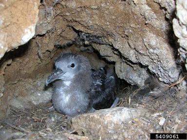 wedge-tailed shearwater, Puffinus pacificus  (Ciconiiformes: Procellariidae) - 5409061