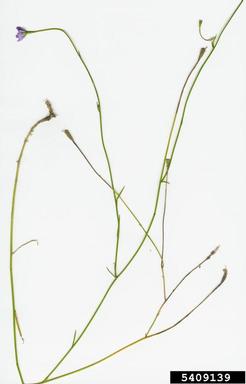 pale flax, Linum bienne  (Linales: Linaceae) - 5409139