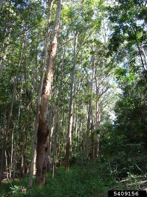 eucalyptus, Eucalyptus spp.  (Myrtales: Myrtaceae) - 5409156