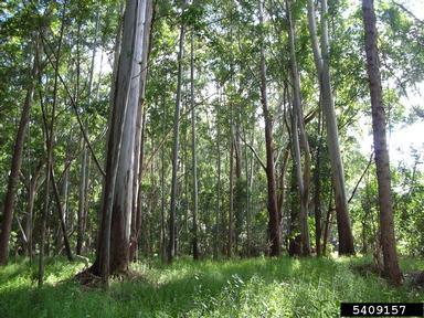 eucalyptus, Eucalyptus spp.  (Myrtales: Myrtaceae) - 5409157