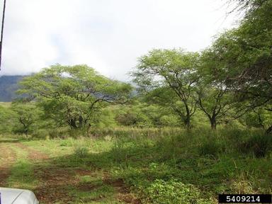 kiawe, Prosopis pallida  (Fabales: Fabaceae (Leguminosae)) - 5409214