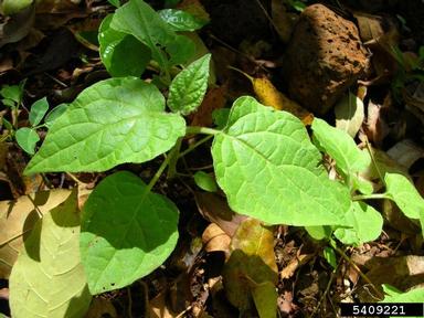 Peruvian groundcherry, Physalis peruviana  (Solanales: Solanaceae) - 5409221