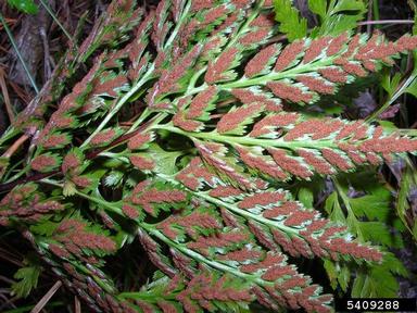 black spleenwort, Asplenium adiantum-nigrum  (Polypodiales: Aspleniaceae) - 5409288