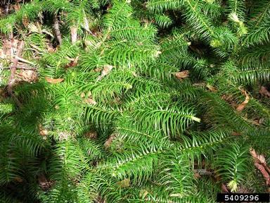 Chinese fir, Cunninghamia lanceolata  (Pinales: Taxodiaceae) - 5409296