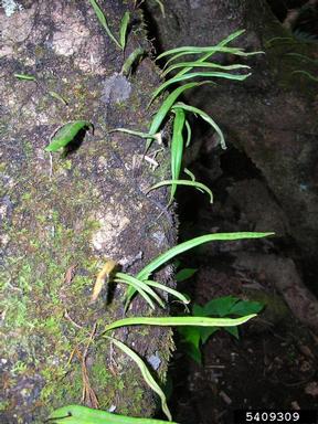weeping fern, Lepisorus thunbergianus  (Polypodiales: Polypodiaceae) - 5409309