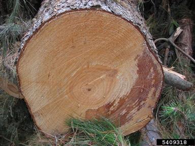 pine, Pinus spp.  (Pinales: Pinaceae) - 5409318