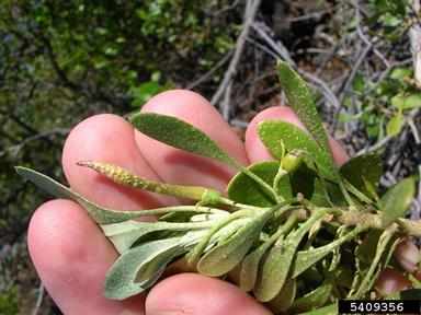 ridgetop naupaka, Scaevola gaudichaudii  (Campanulales: Goodeniaceae) - 5409356