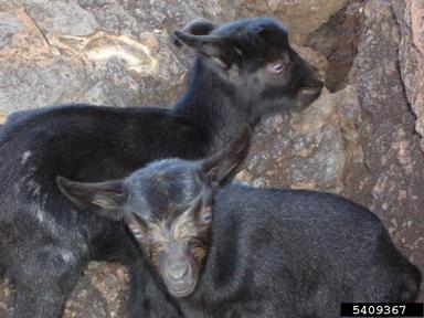 goat (feral), Capra hircus (feral type) (Artiodactyla: Bovidae) - 5409367