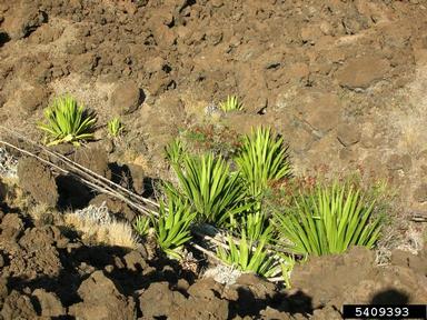 Mauritius hemp, Furcraea foetida  (Liliales: Agavaceae) - 5409393