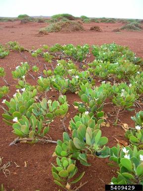 dwarf naupaka, Scaevola coriacea  (Campanulales: Goodeniaceae) - 5409429