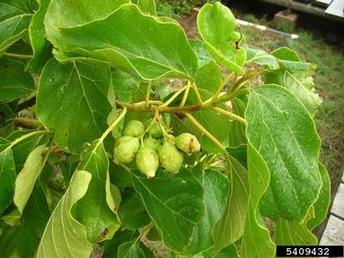 kou, Cordia subcordata  (Lamiales: Boraginaceae) - 5409432