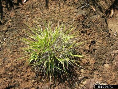 hardstem lovegrass, Eragrostis atropioides  (Cyperales: Poaceae) - 5409471