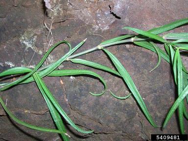 Menzies' schiedea, Schiedea menziesii  (Caryophyllales: Caryophyllaceae) - 5409481