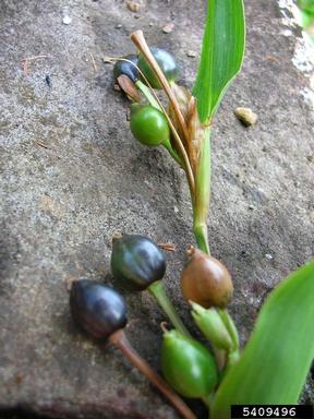 Job's tears, Coix lacryma-jobi  (Cyperales: Poaceae) - 5409496