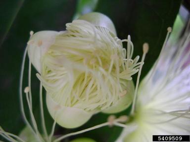 Malabar plum, Syzygium jambos  (Myrtales: Myrtaceae) - 5409509