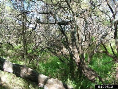 kiawe, Prosopis pallida  (Fabales: Fabaceae (Leguminosae)) - 5409512