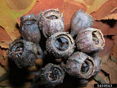 rose gum, Angophora costata  (Myrtales: Myrtaceae) - 5409543