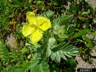 Jamaica feverplant, Tribulus cistoides  (Sapindales: Zygophyllaceae) - 5409617