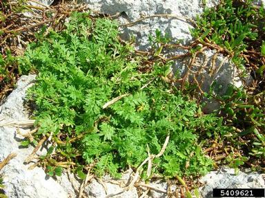 lesser swinecress, Coronopus didymus  (Capparales: Brassicaceae) - 5409621