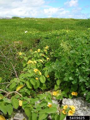 yellow 'lima, Sida fallax  (Malvales: Malvaceae) - 5409625