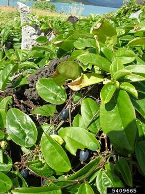 corkystemmed passionflower, Passiflora suberosa  (Violales: Passifloraceae) - 5409665
