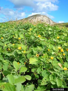 yellow 'lima, Sida fallax  (Malvales: Malvaceae) - 5409668