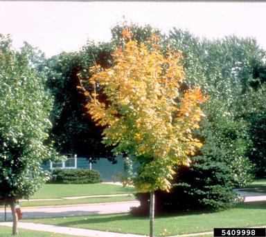 drought,    (Abiotic: Other abiotic damage) - 5409998