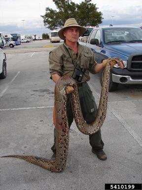 Everglades CISMA African Python Survey 2010,    - 5410199
