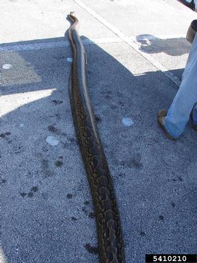 Everglades CISMA African Python Survey 2010,    - 5410210