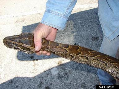 Everglades CISMA African Python Survey 2010,    - 5410212