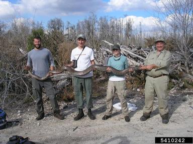 Everglades CISMA African Python Survey 2010,    - 5410242