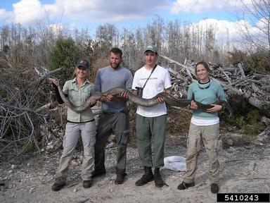 Everglades CISMA African Python Survey 2010,    - 5410243