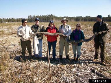 Everglades CISMA African Python Survey 2010,    - 5410251