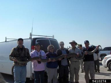 Everglades CISMA African Python Survey 2010,    - 5410274
