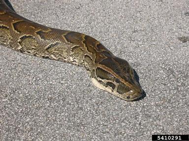 Everglades CISMA African Python Survey 2010,    - 5410291