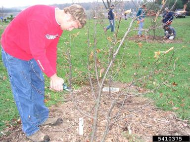 pruning (general),    - 5410375