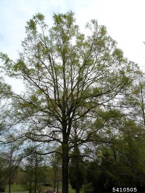 crown restoration (pruning),    - 5410505