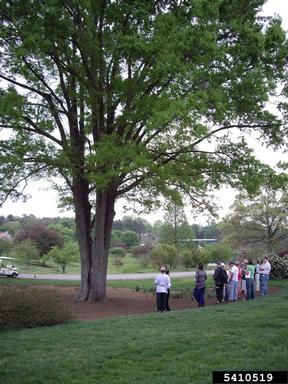 willow oak, Quercus phellos  (Fagales: Fagaceae) - 5410519