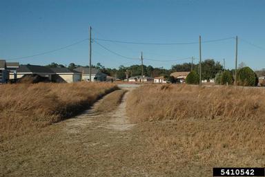 cogongrass, Imperata cylindrica  (Cyperales: Poaceae) - 5410542