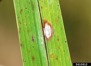Alternaria leaf spot (Alternaria padwickii ) on rice (Oryza sativa ) - 5410612