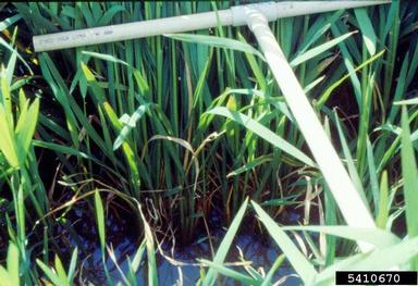 rice, Oryza sativa  (Cyperales: Poaceae) - 5410670