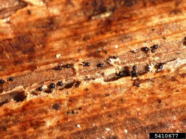 stem rot of rice (Sclerotium oryzae ) on rice (Oryza sativa ) - 5410677