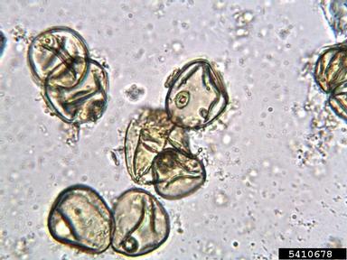 rice, Oryza sativa  (Cyperales: Poaceae) - 5410678