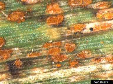 rust (Puccinia hordei ) on common wheat (Triticum aestivum ) - 5410687