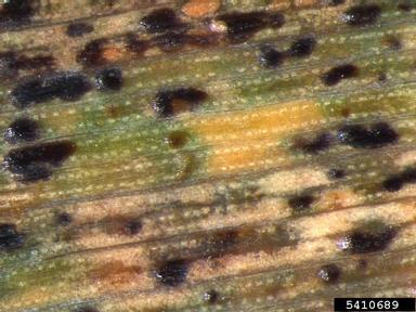 rust (Puccinia hordei ) on common wheat (Triticum aestivum ) - 5410689