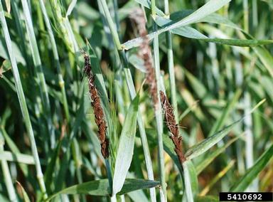 loose smut of wheat or barley (Ustilago tritici ) on common wheat (Triticum aestivum ) - 5410692