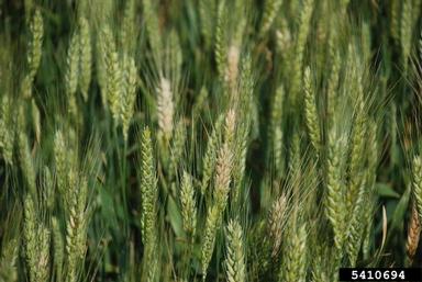 Fusarium wilts, blights, rots and damping-off (Fusarium spp. ) on common wheat (Triticum aestivum ) - 5410694