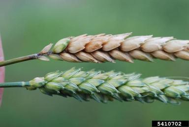 Fusarium wilts, blights, rots and damping-off (Fusarium spp. ) on common wheat (Triticum aestivum ) - 5410702